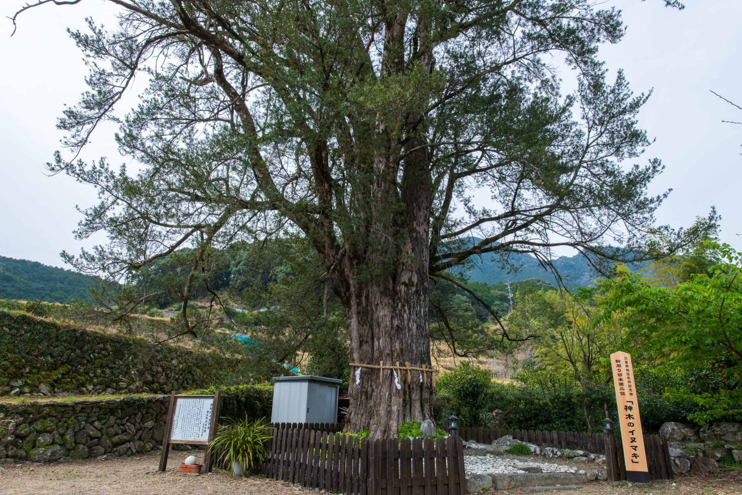 神木のイヌマキ – 巨木の世界