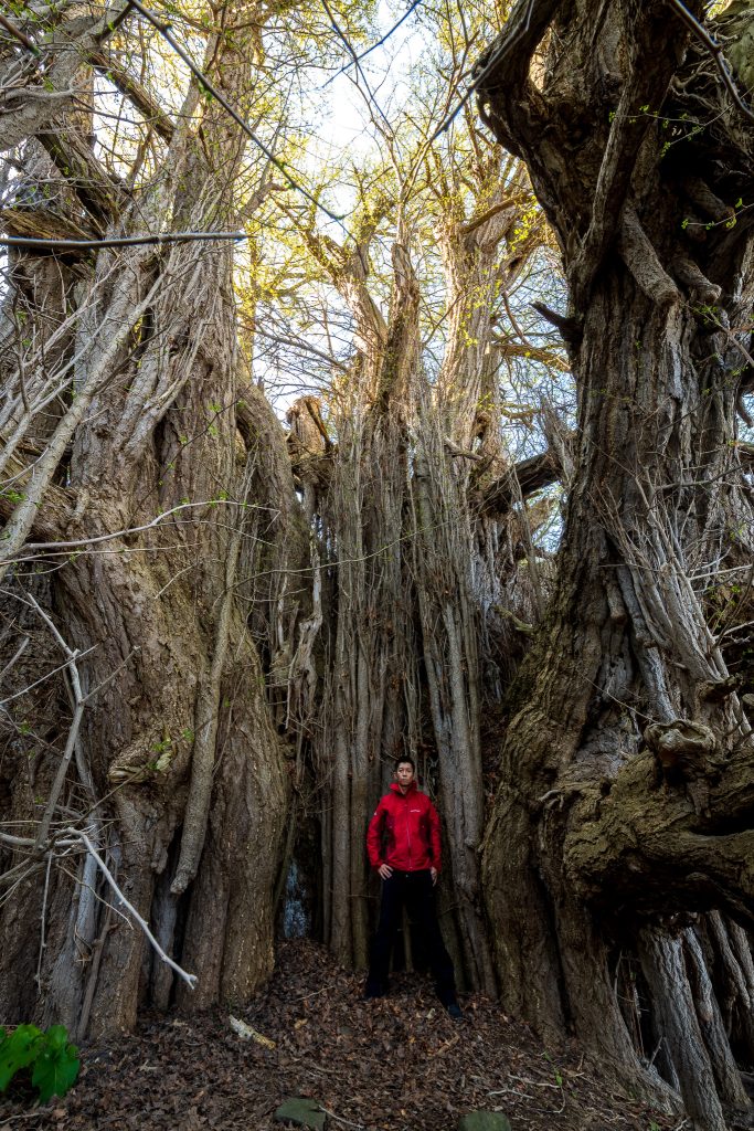 北金ヶ沢の大イチョウ