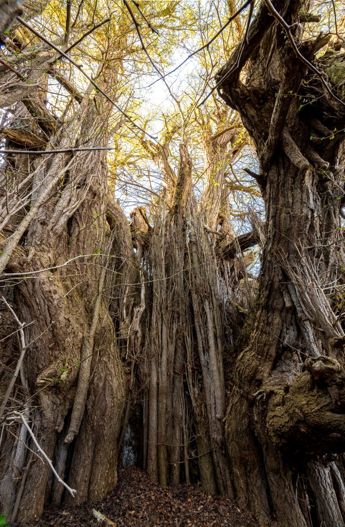 北金ヶ沢の大イチョウ