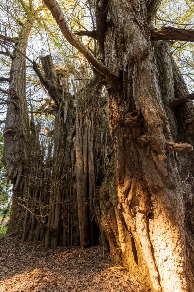 北金ヶ沢の大イチョウ