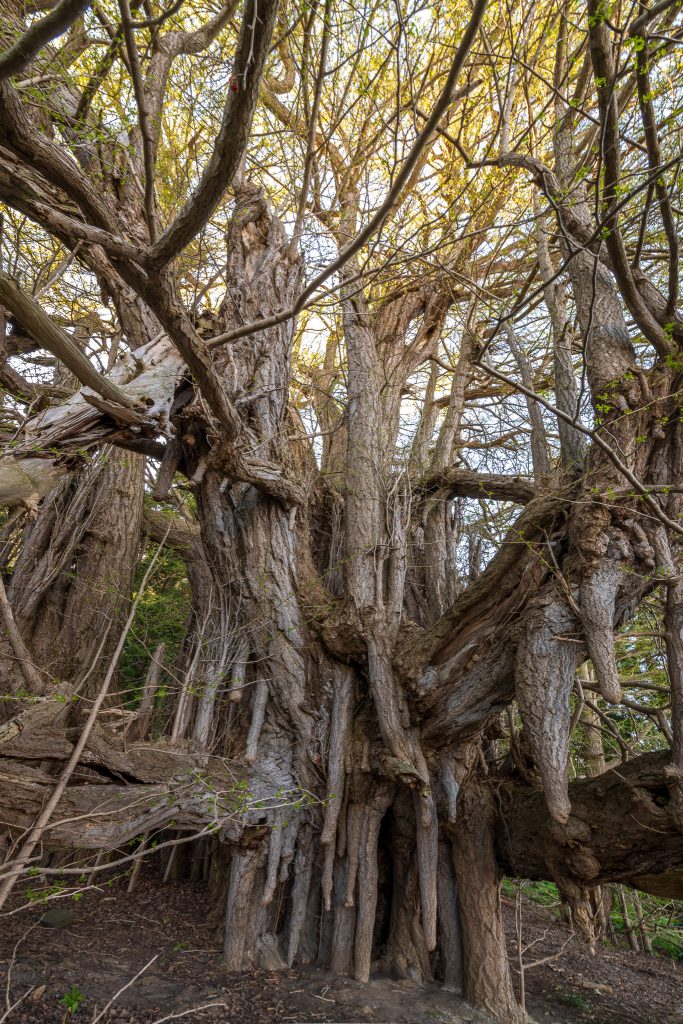 北金ヶ沢の大イチョウ