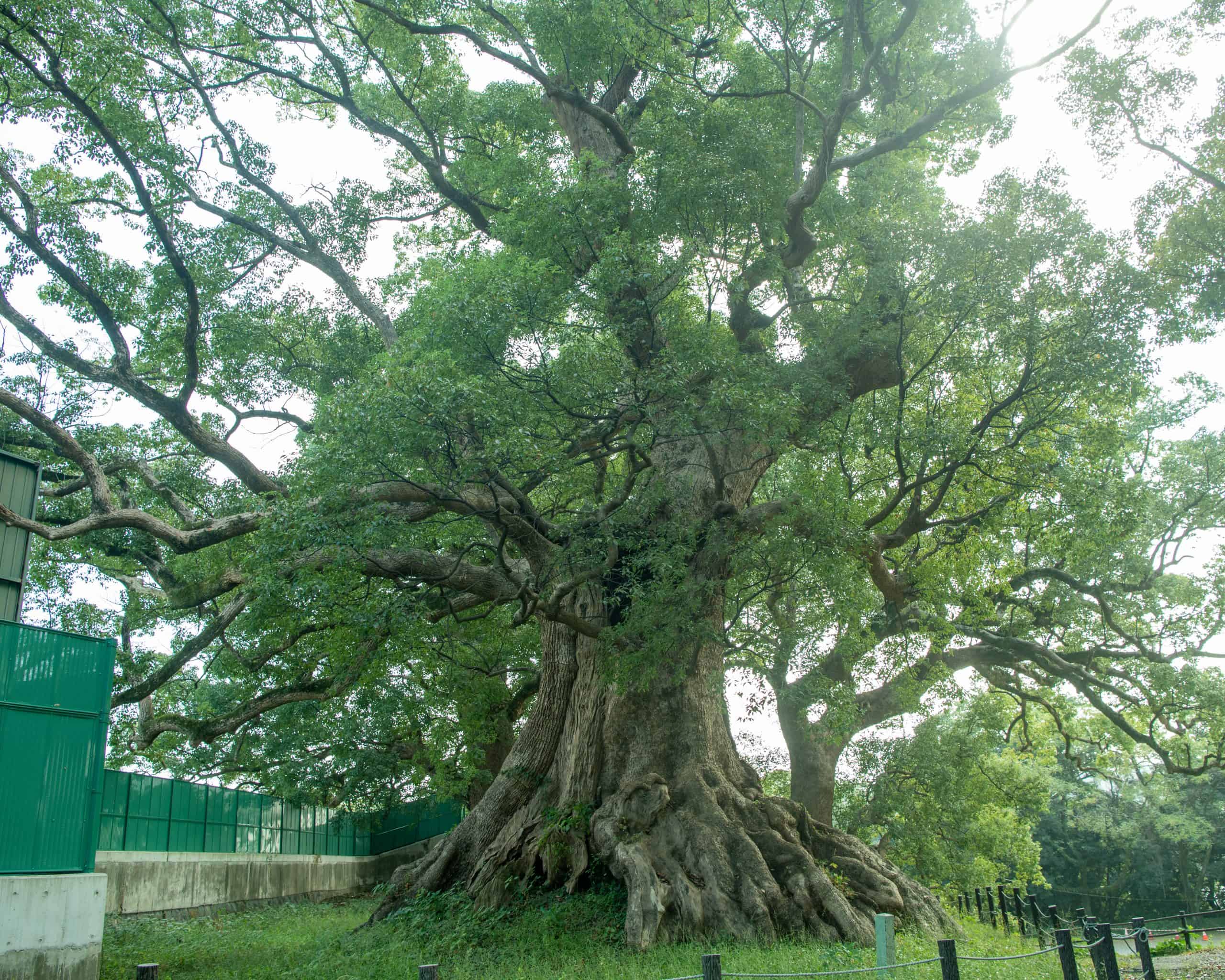 藤崎台のクスノキ群 – 巨木の世界