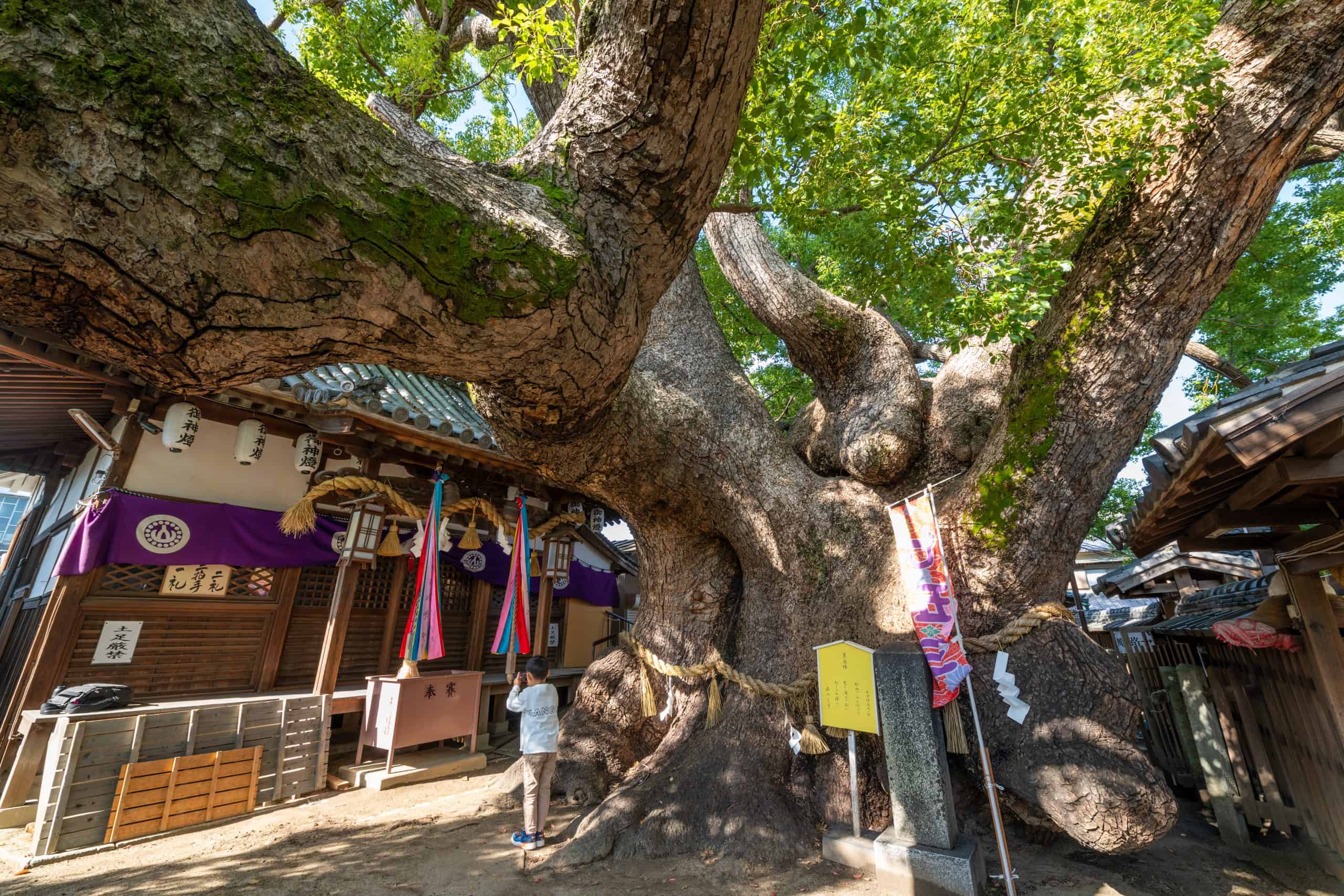 三島神社の薫蓋樟 – 巨木の世界