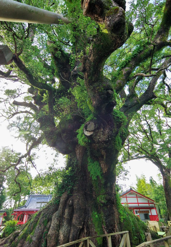 志布志の大楠