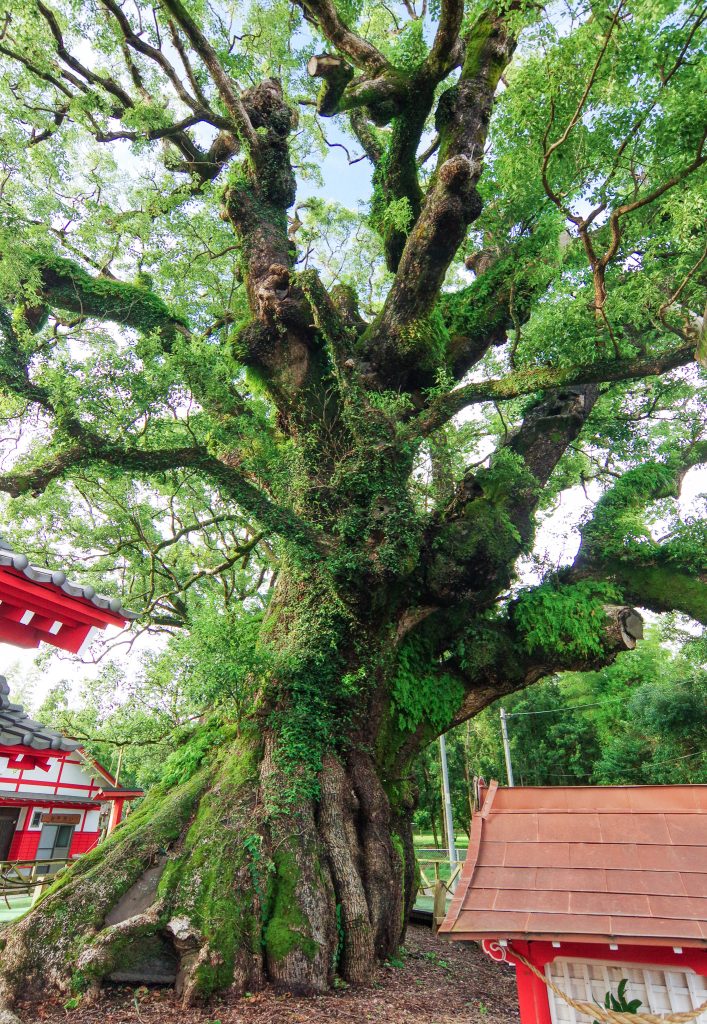 志布志の大楠