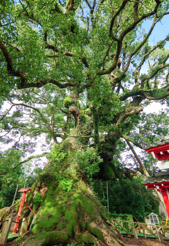 志布志の大楠