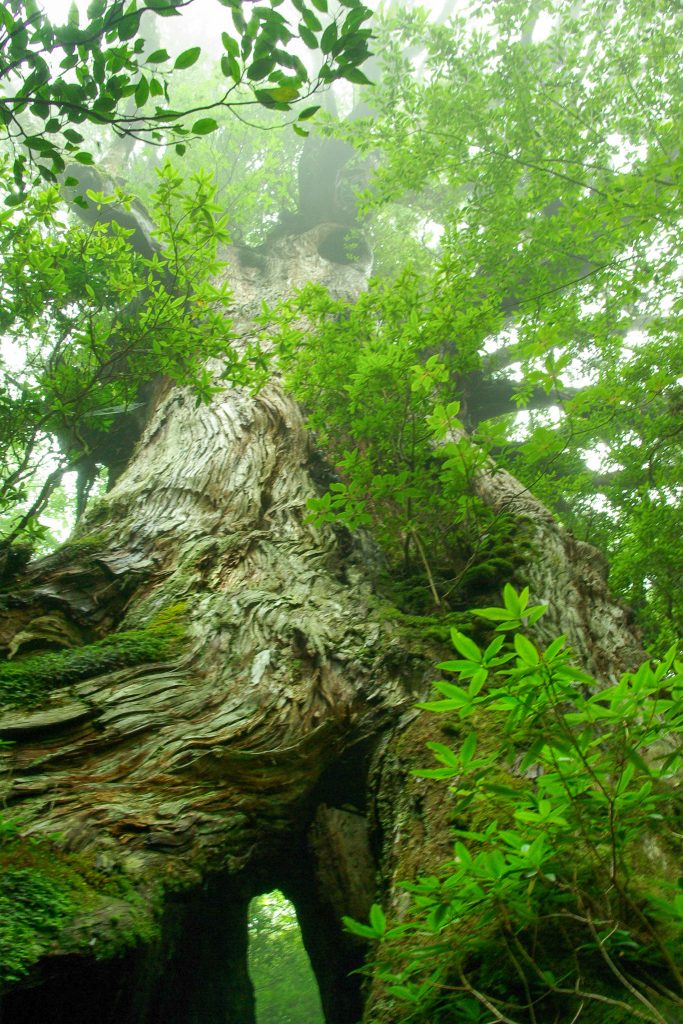 屋久杉 屋久島発！屋久杉一枚板テーブル 座敷机 座卓 高級家具 天然木