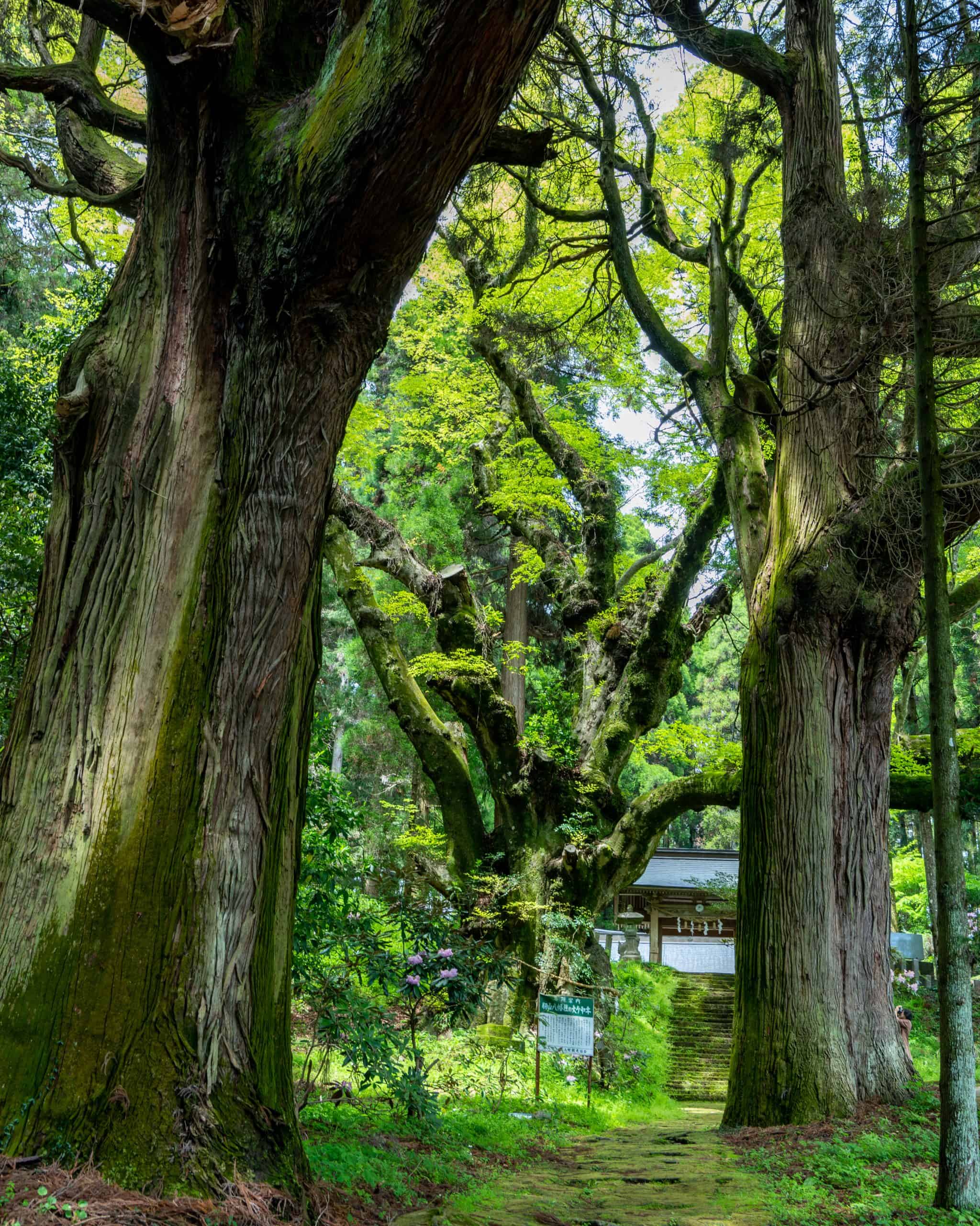 籾山八幡社の大ケヤキ – 巨木の世界