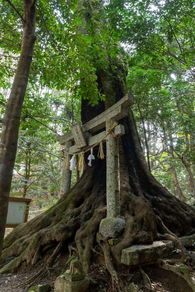 木山神社の樫ノ木
