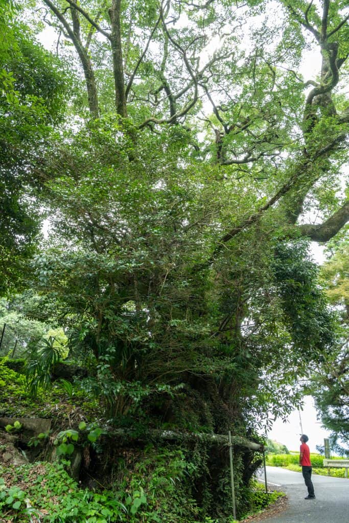 信太神社の樟樹