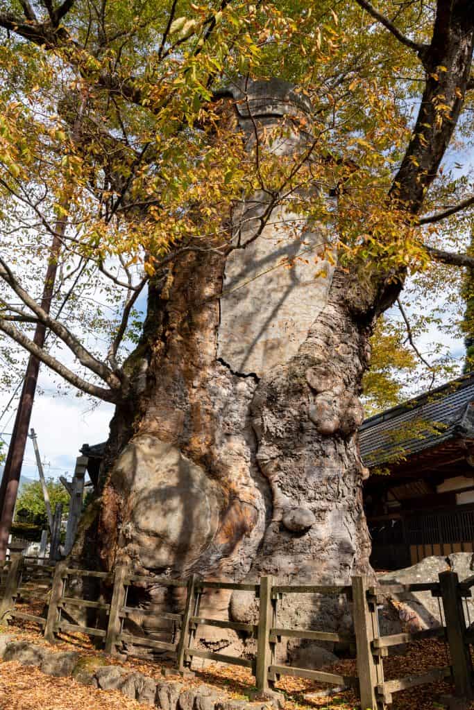 根古屋神社の大ケヤキ 畑木