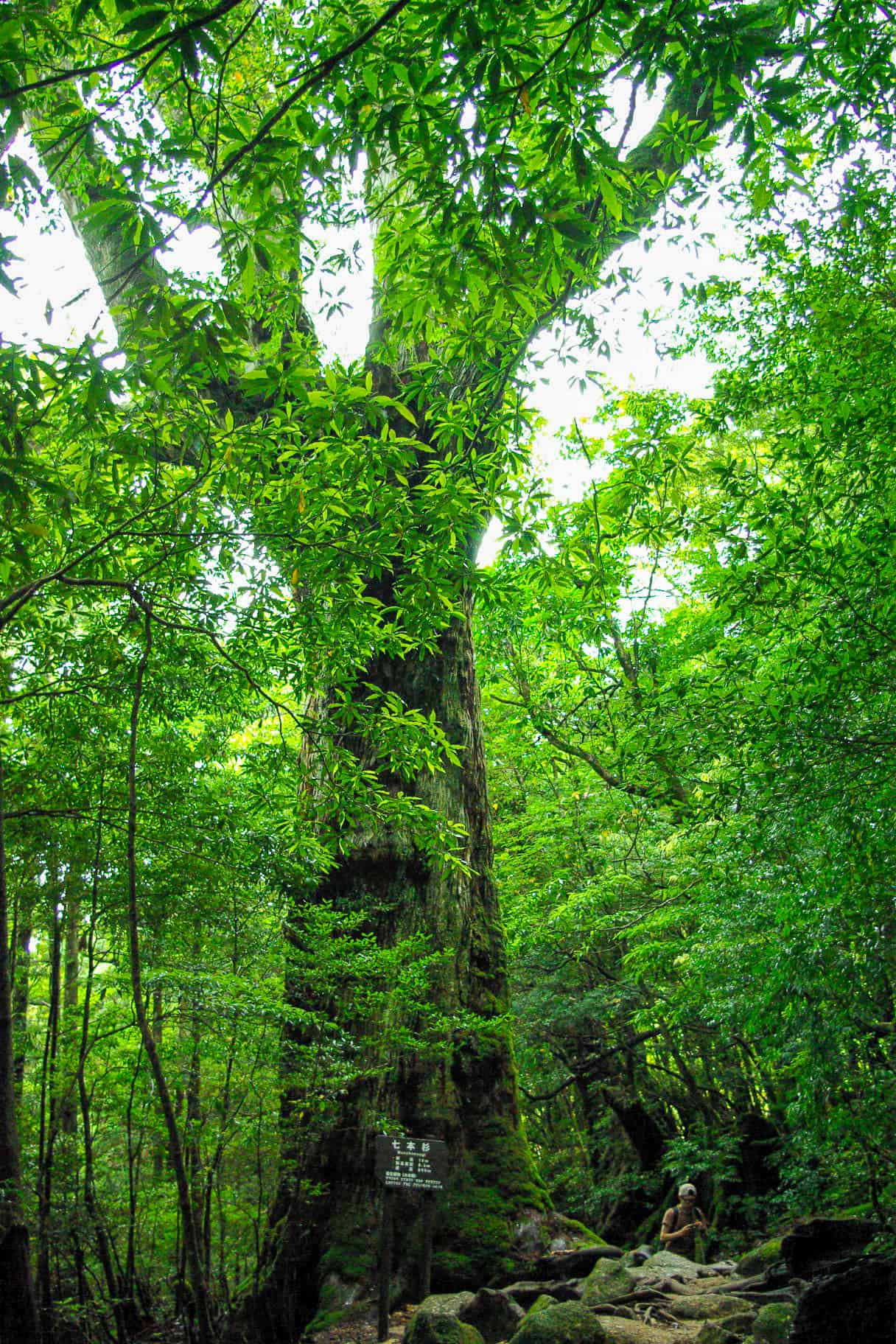 七本杉 – 巨木の世界