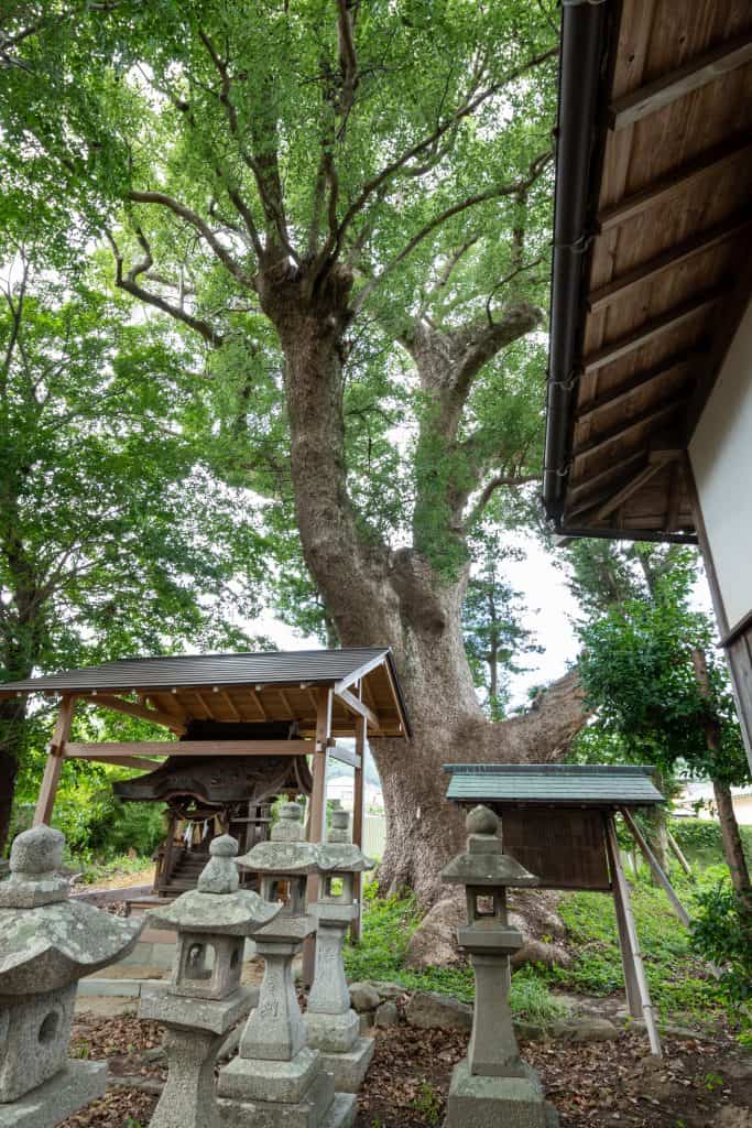丹生神社の樟樹