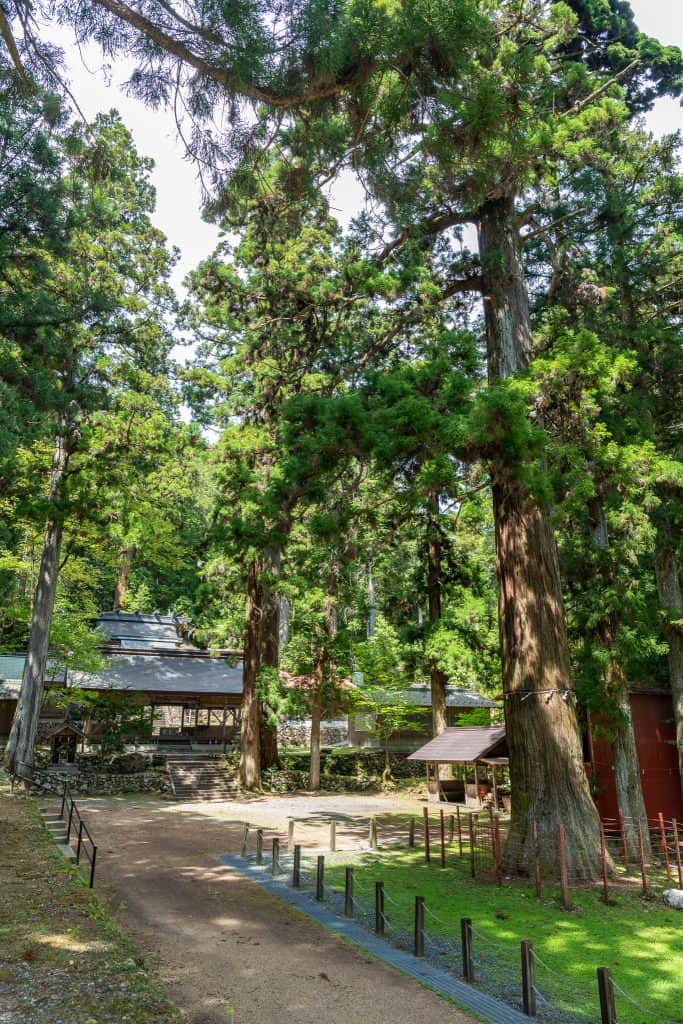 神渕神社の大杉