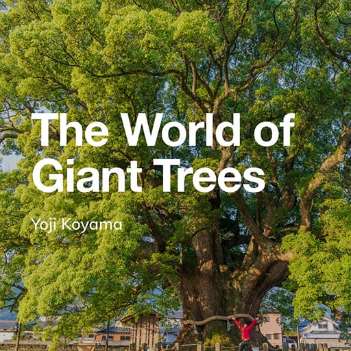 巨木の世界