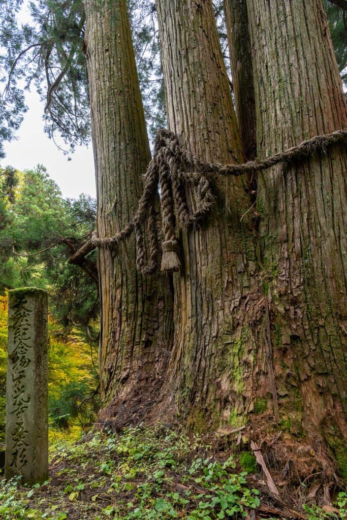 千光寺の五本杉