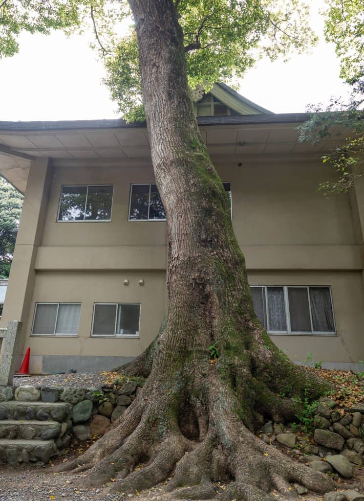 草薙神社の楠