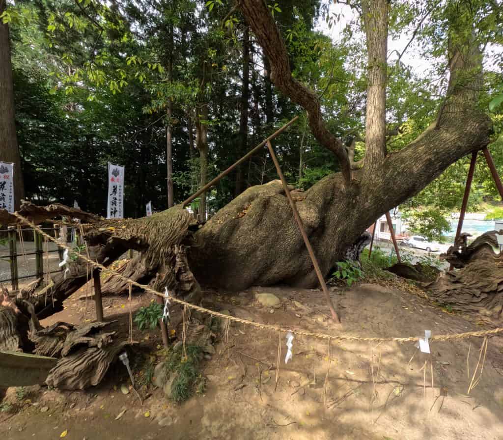 草薙神社の大楠