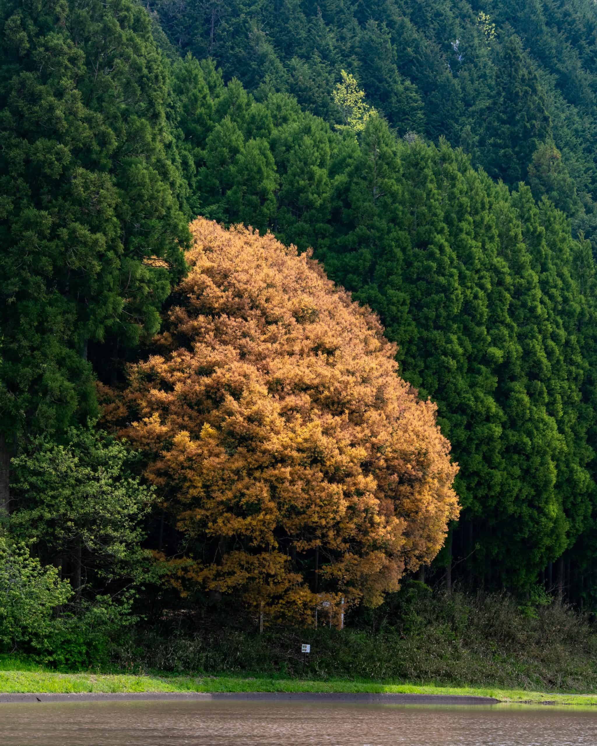 白樫巨木❗️珍しい大きさ‼️ 白樫巨木❗️珍しい大きさ‼️