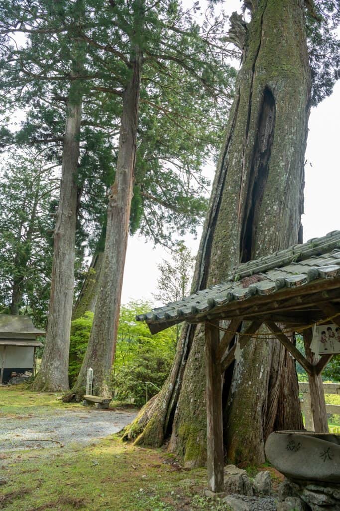熊野神社の五本杉