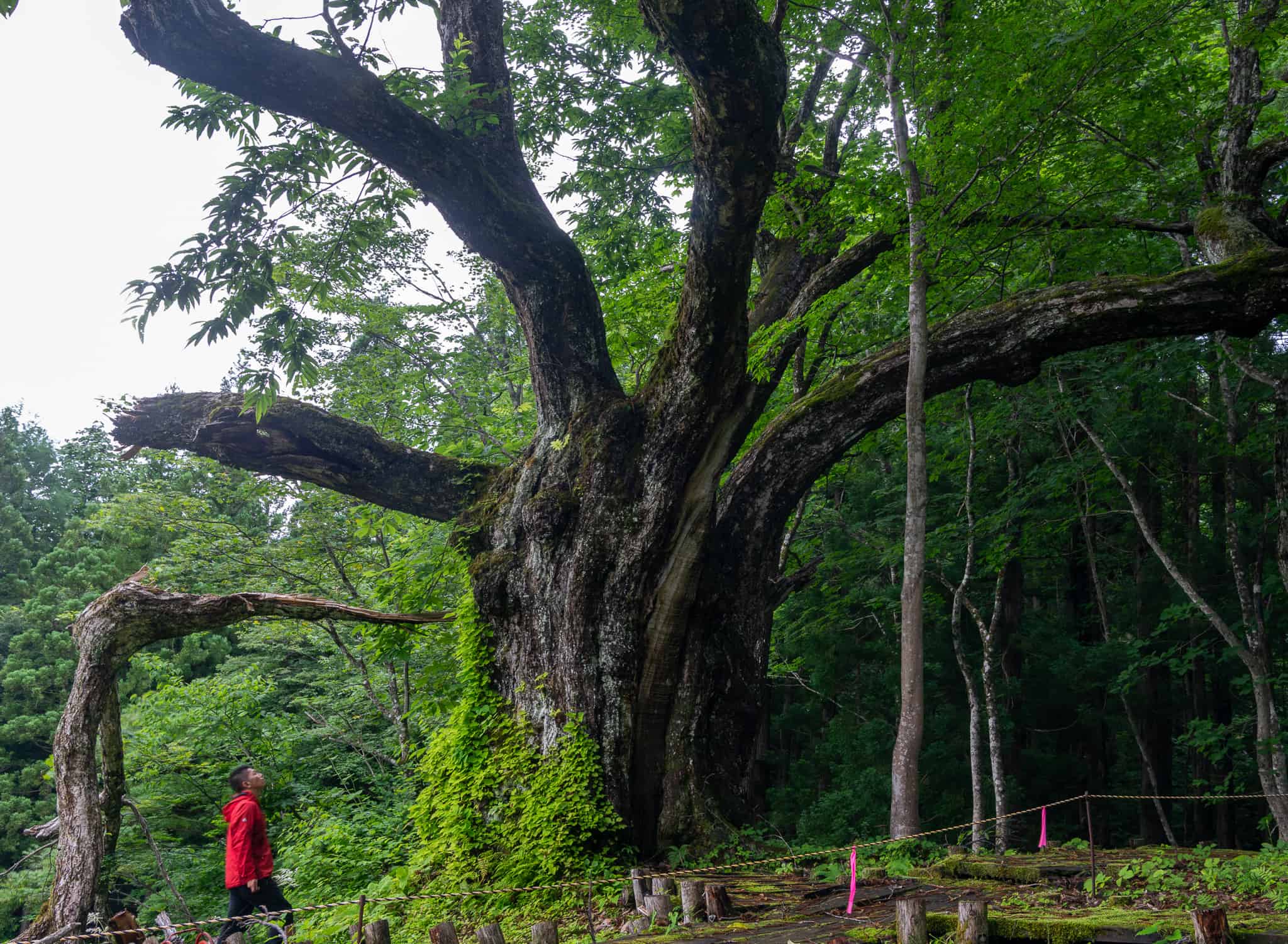 巨木図鑑 出版の裏話5 東北編 – 巨木の世界