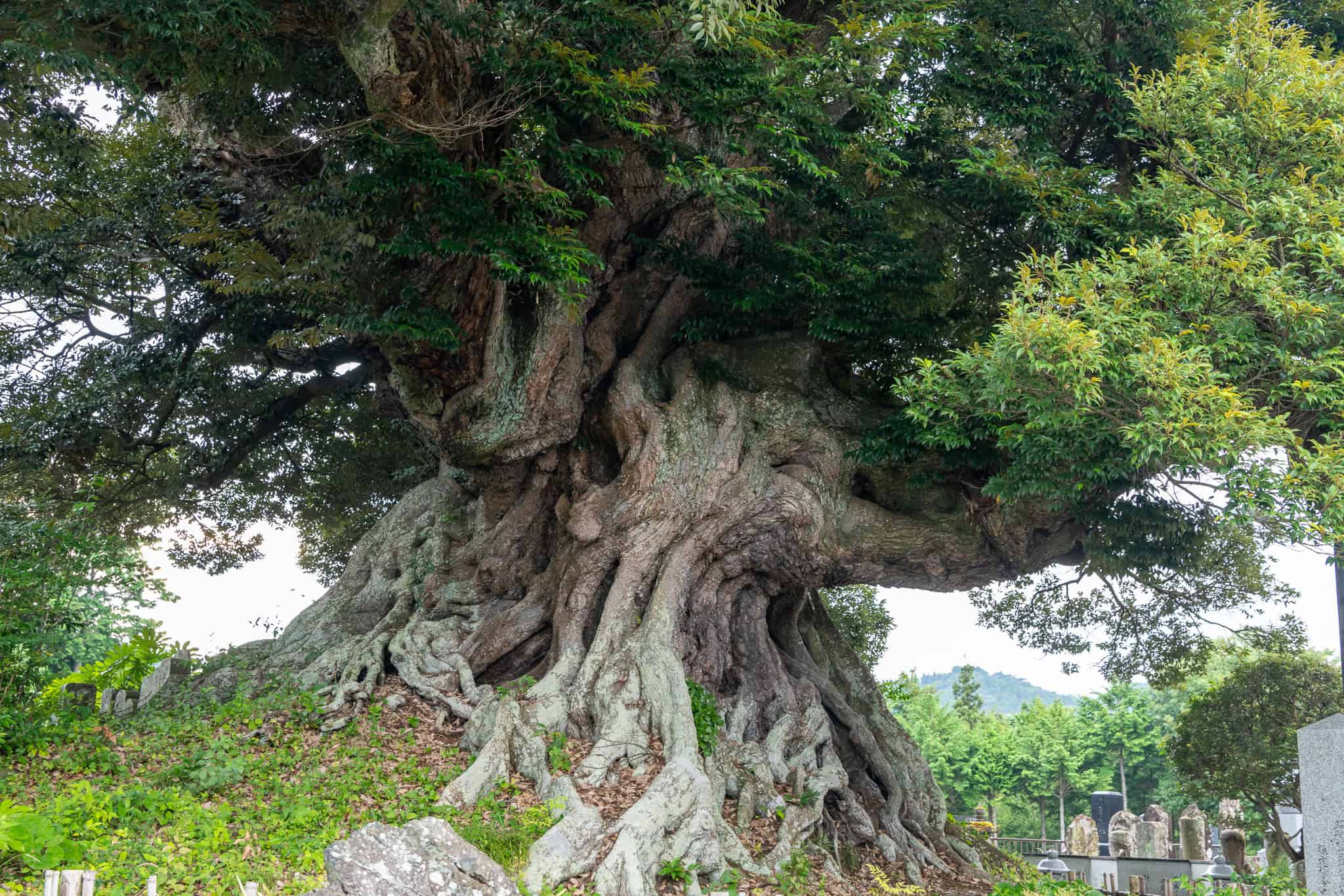 巨木図鑑 出版の裏話10 東北編 – 巨木の世界