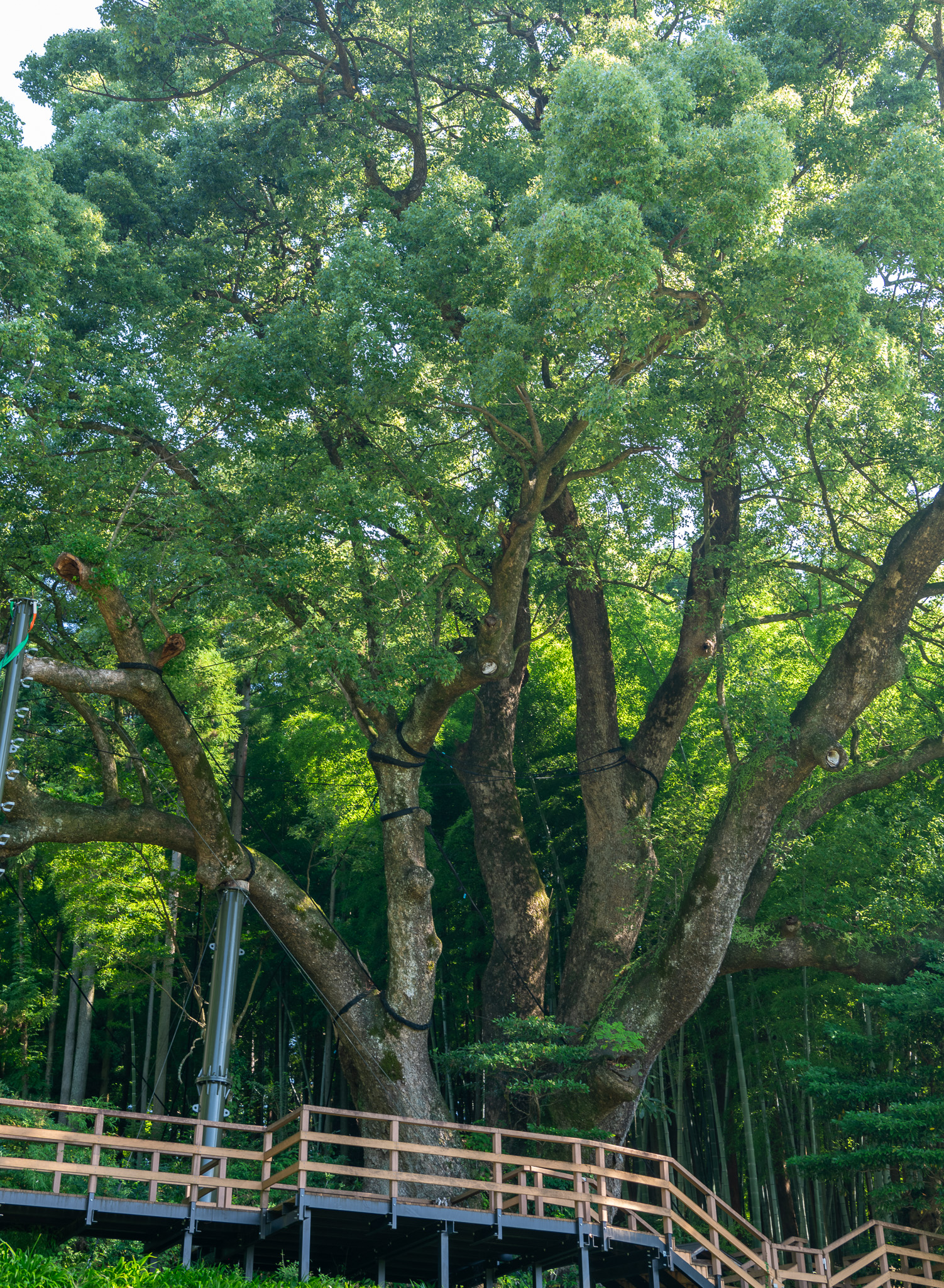 上谷の大クス – 巨木の世界