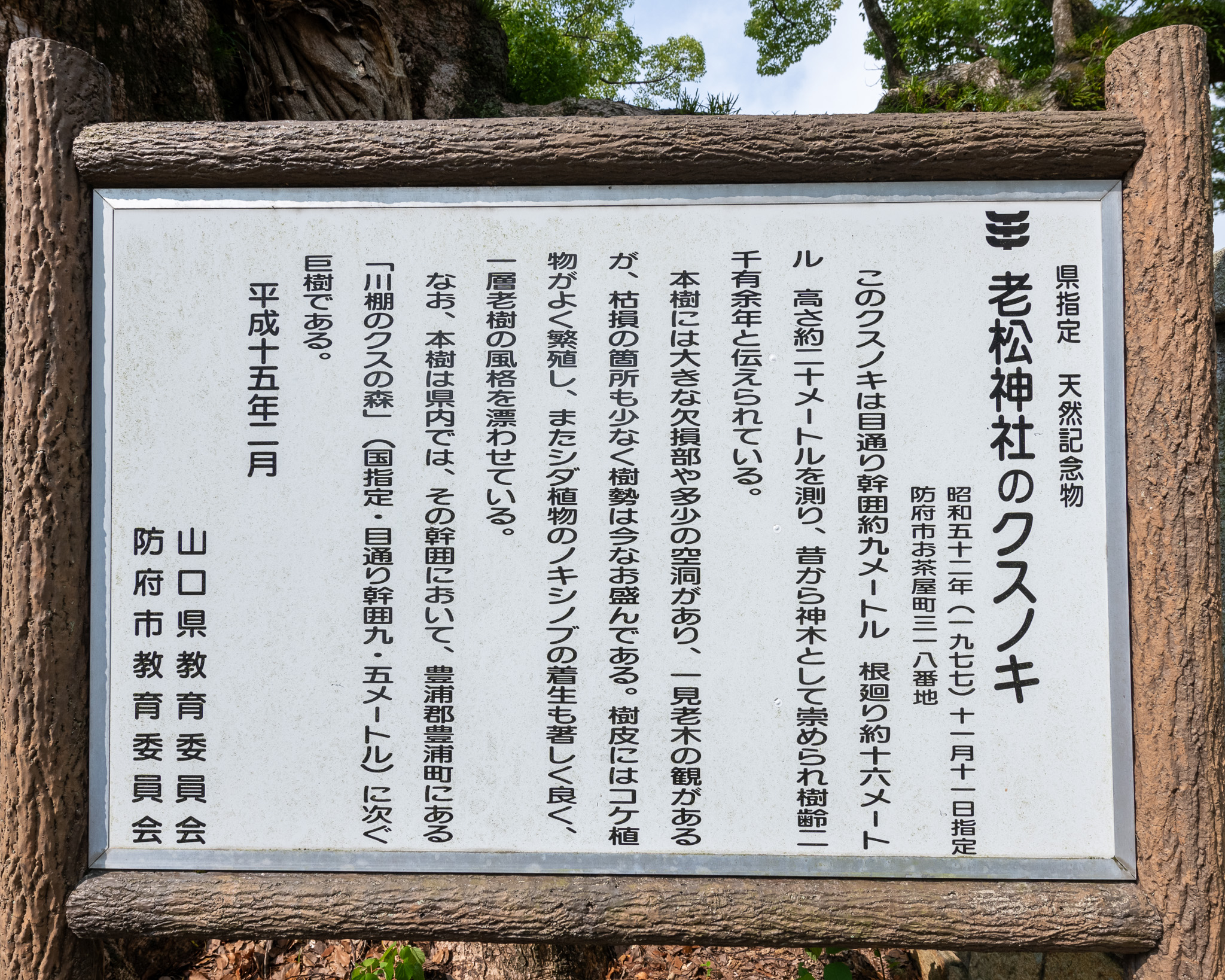 老松神社のクスノキ – 巨木の世界