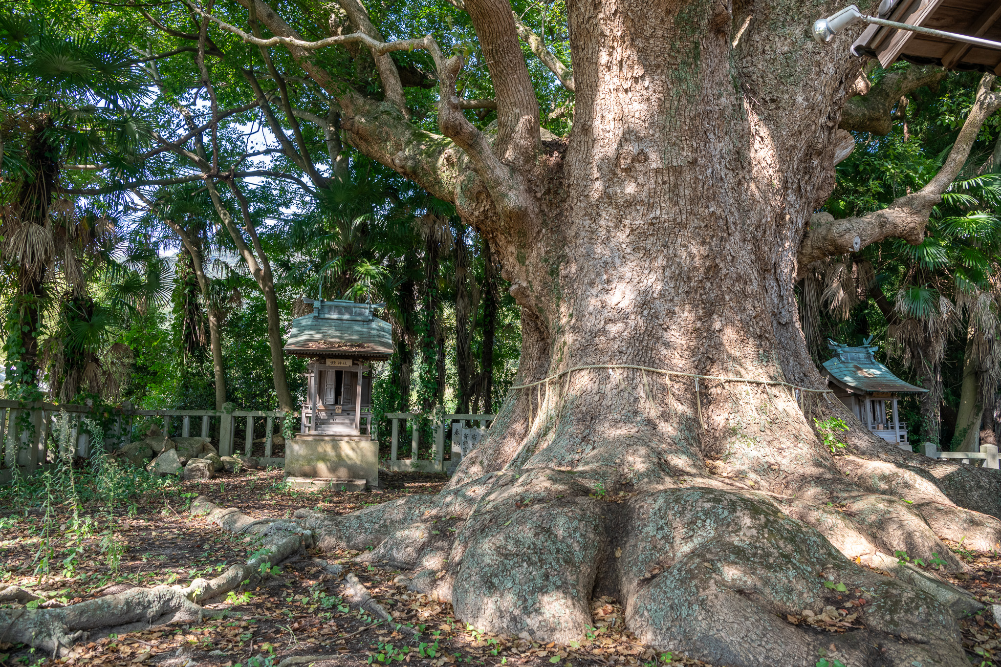 クスノキ 楠神社のクスノキ – 巨木の世界