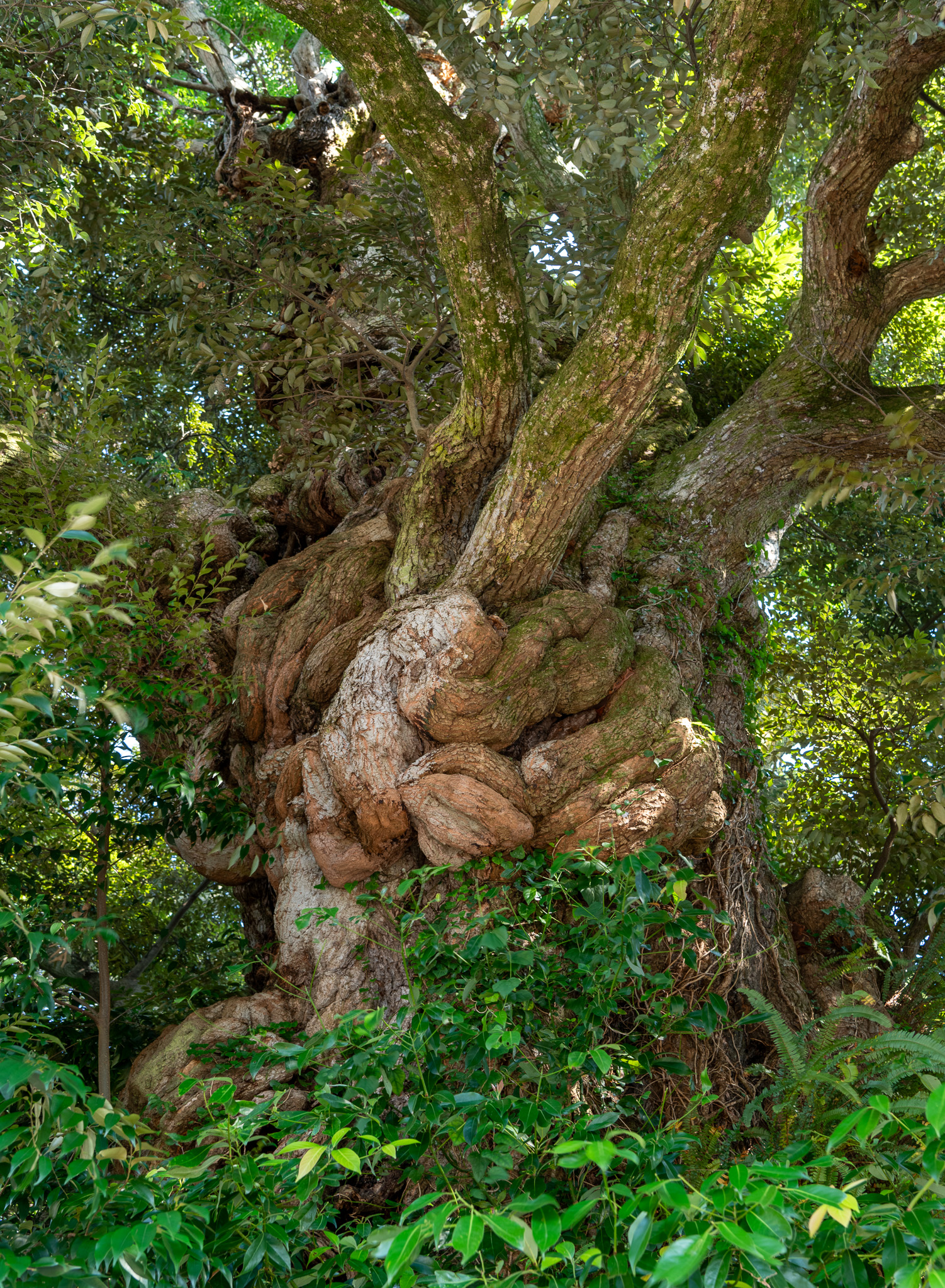 完売　縁起木＊魔除け【今春2年生と3年生になりました！天然＊野生のもみの木さん】 彩り歳時記9月 お月見｜木のおもちゃ KURABOKKO