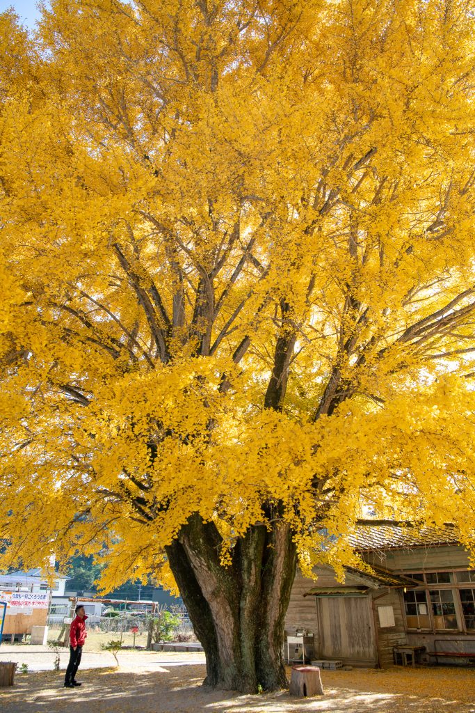 河内の大銀杏（わかくさ園）