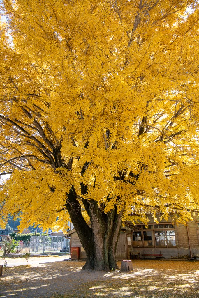 河内の大銀杏（わかくさ園）