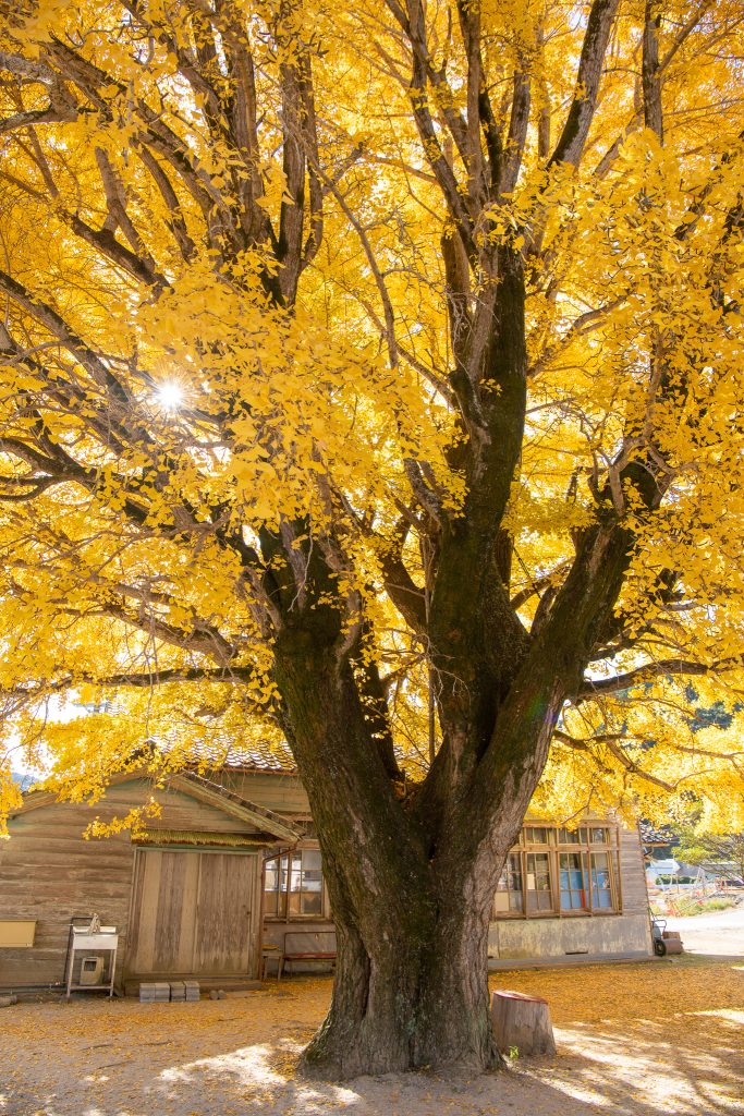 河内の大銀杏（わかくさ園）