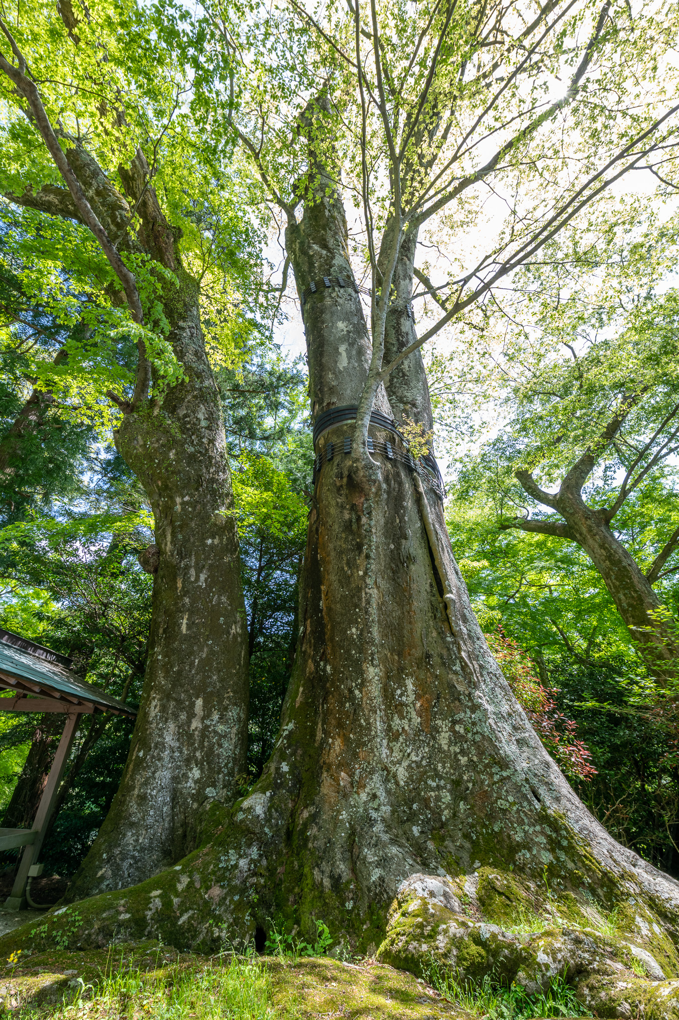 国津神社の欅 – 巨木の世界