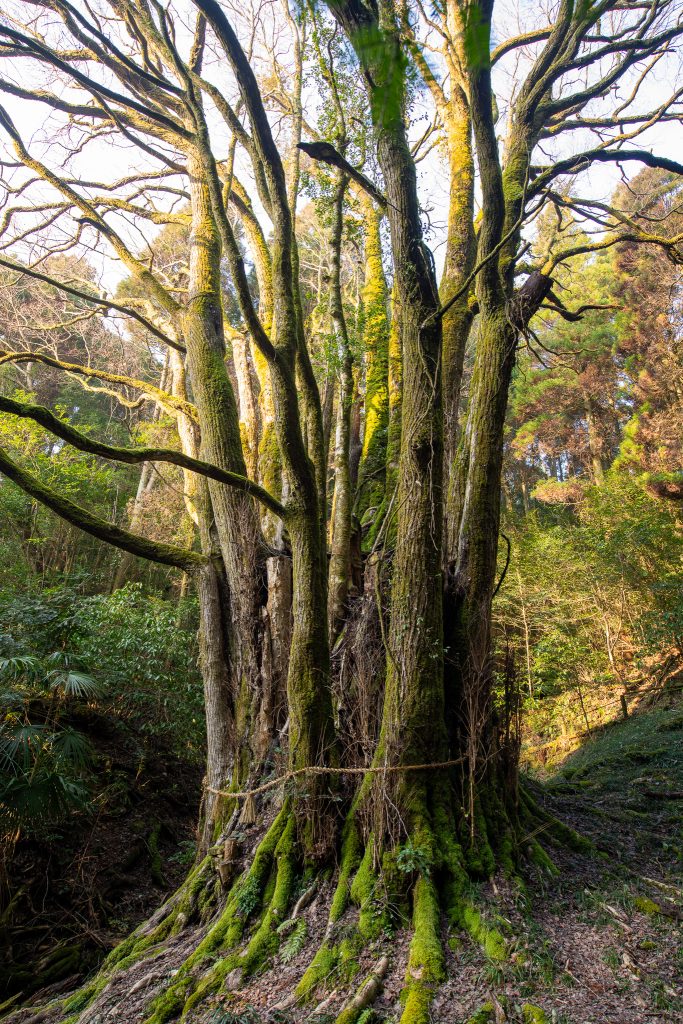 下合瀬の大カツラ