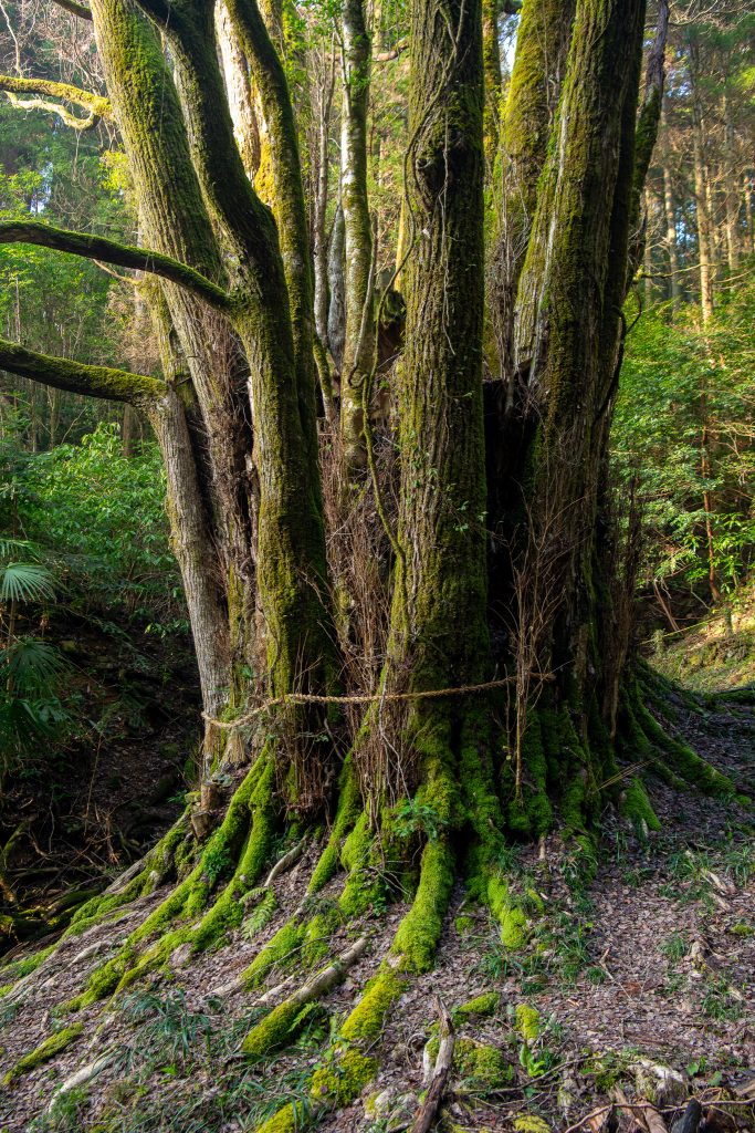 下合瀬の大カツラ