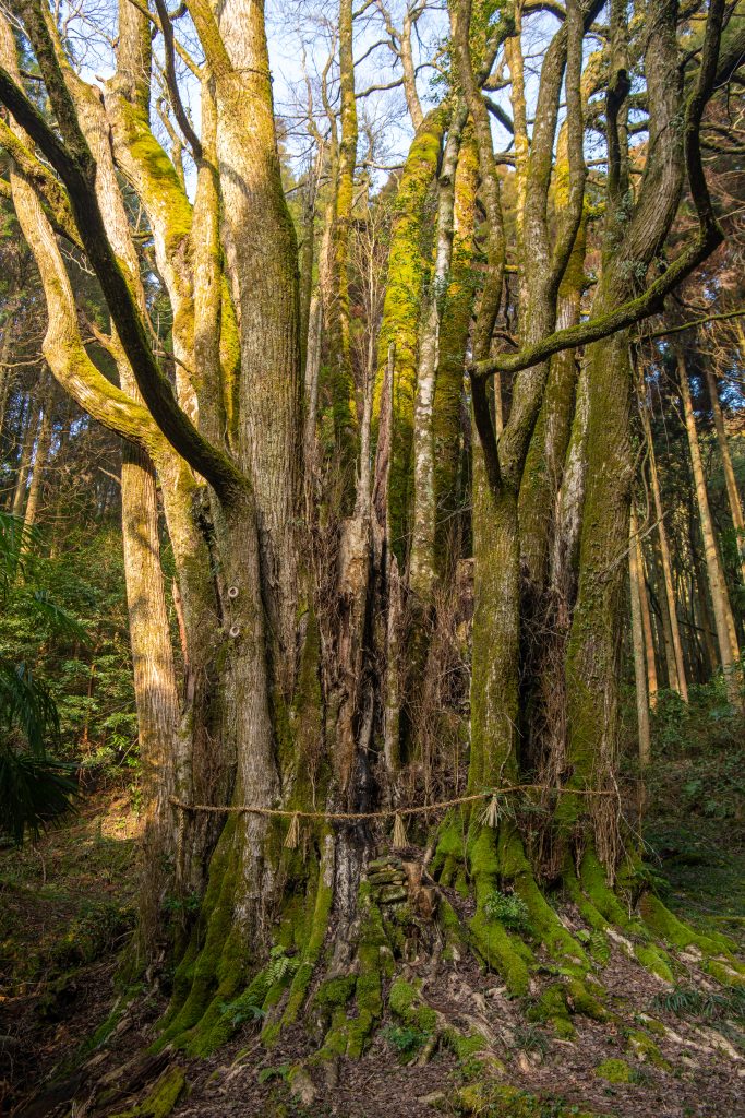 下合瀬の大カツラ