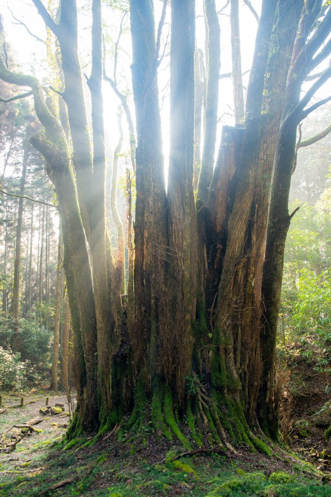 下合瀬の大カツラ