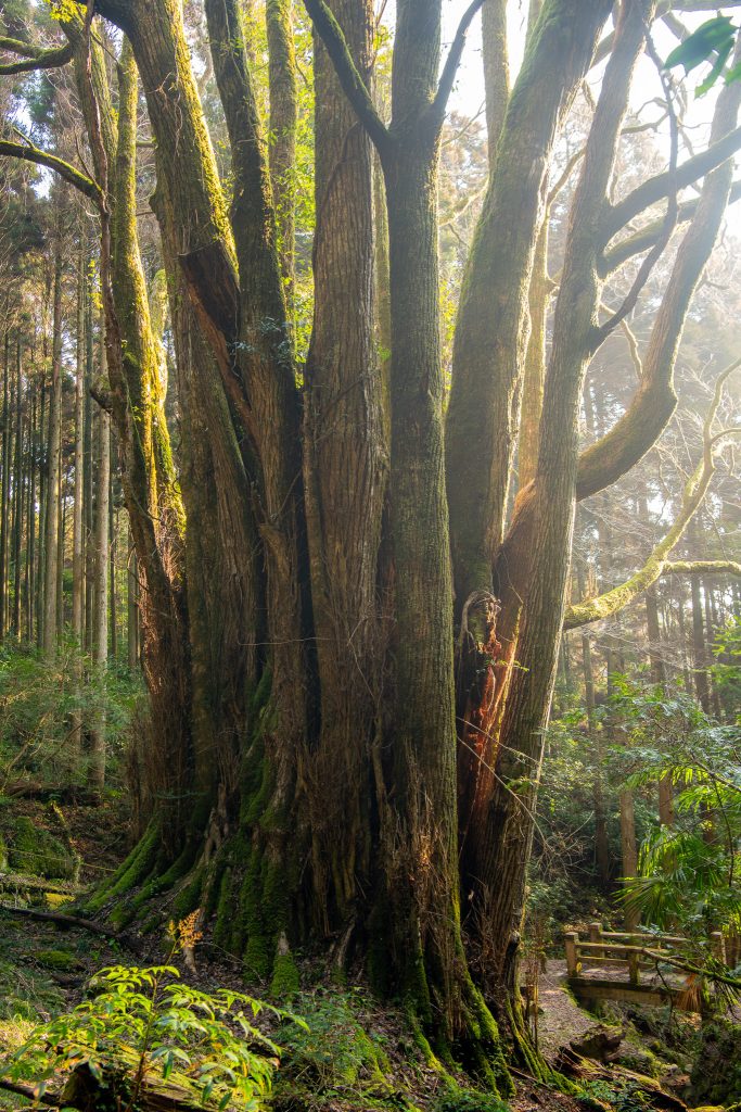 下合瀬の大カツラ