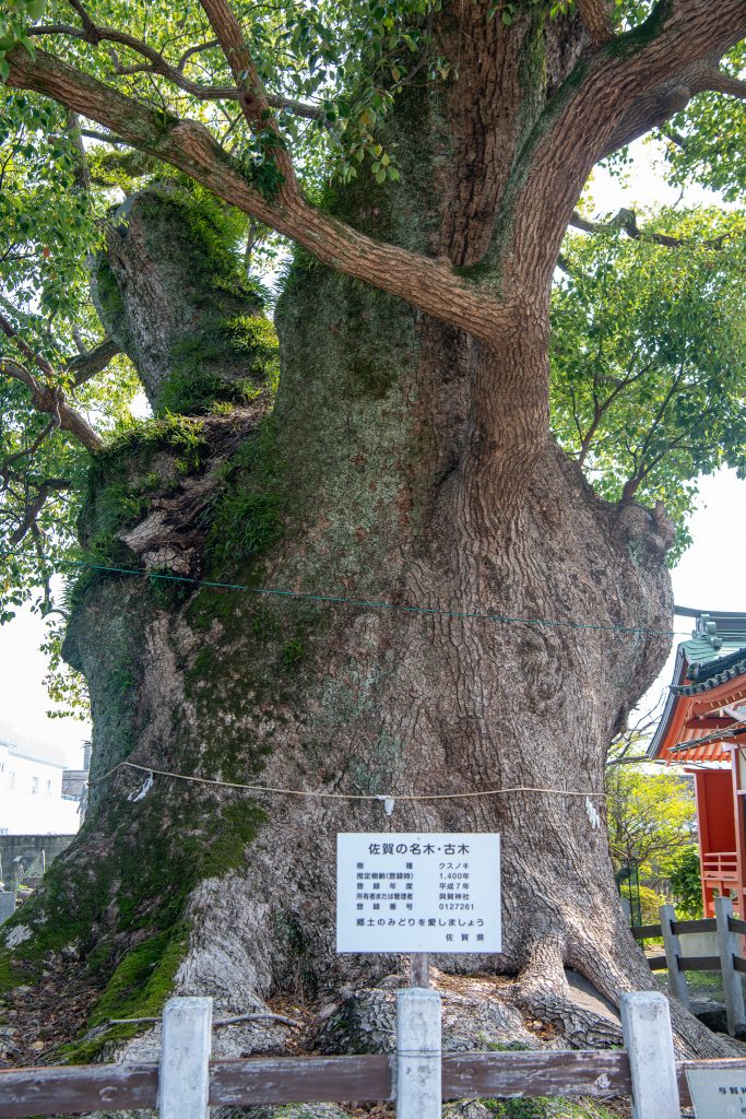 与賀神社の楠1
