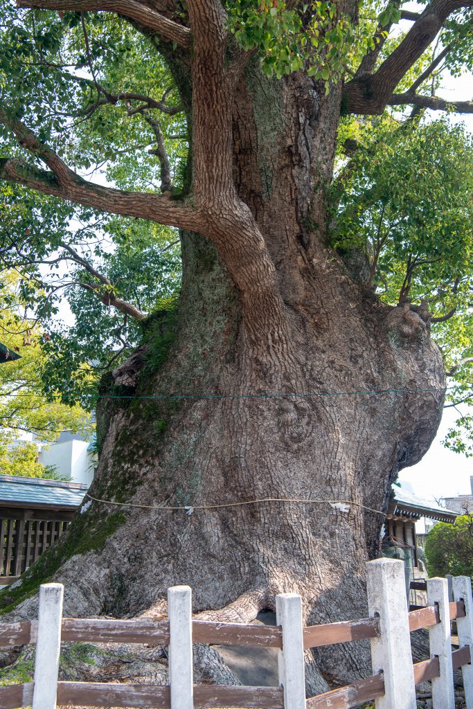 与賀神社の楠1