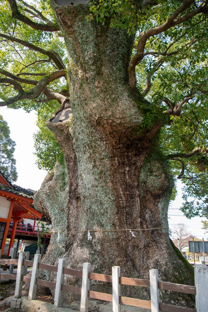 与賀神社の楠1