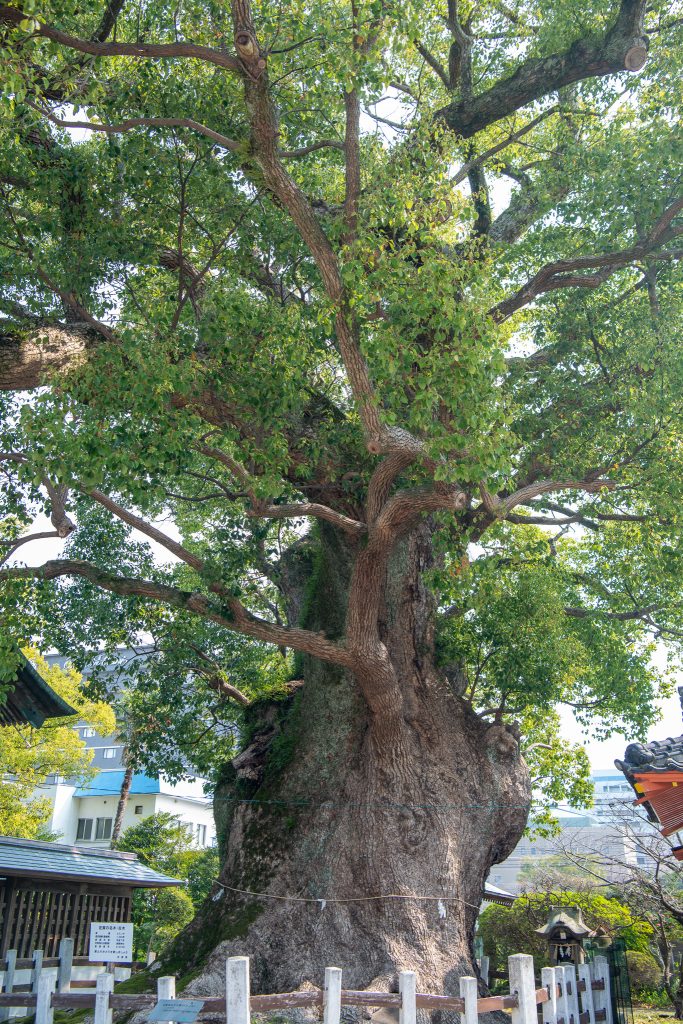 与賀神社の楠1