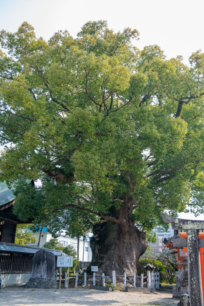 与賀神社の楠1