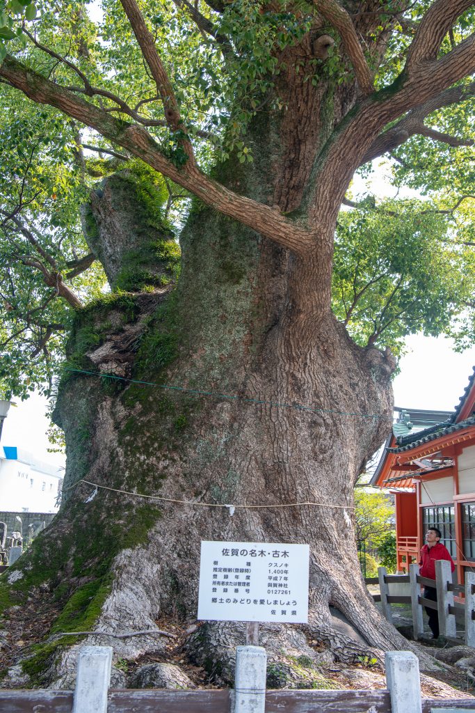 与賀神社の楠1