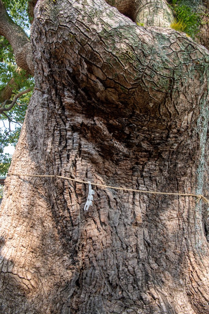 与賀神社の楠1