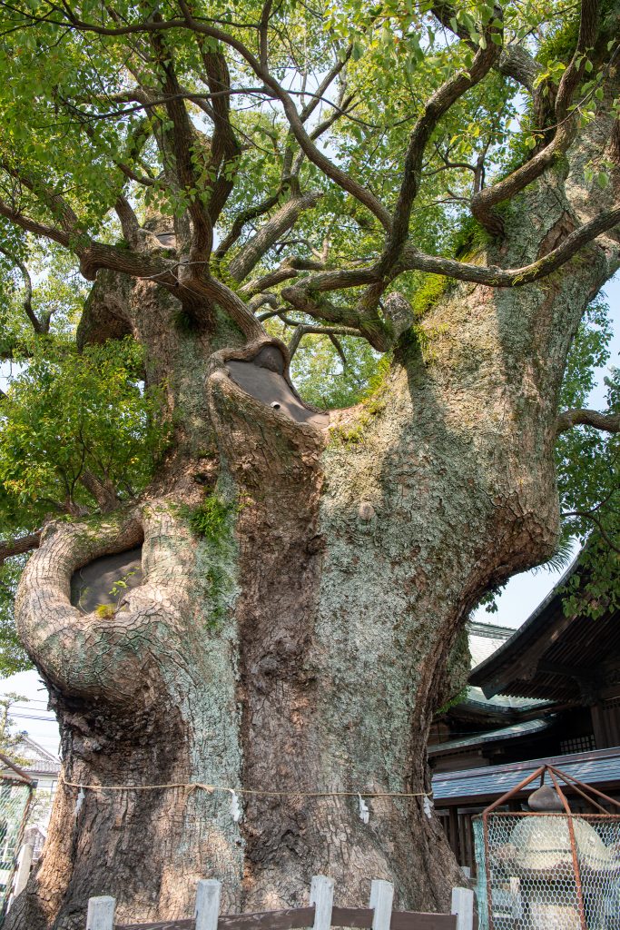 与賀神社の楠1