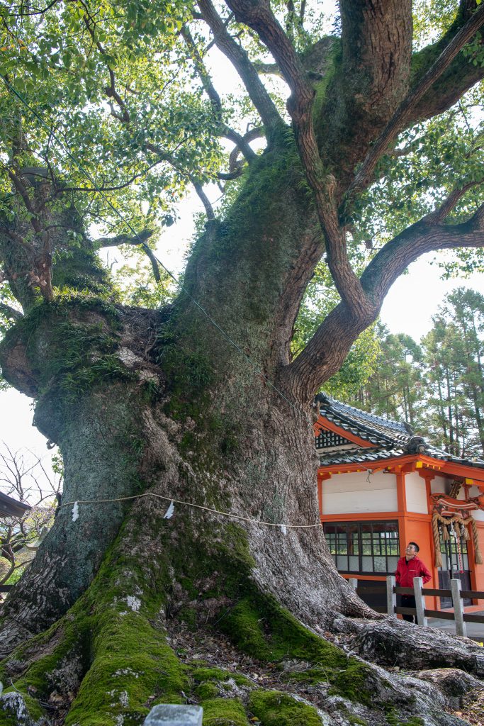 与賀神社の楠1