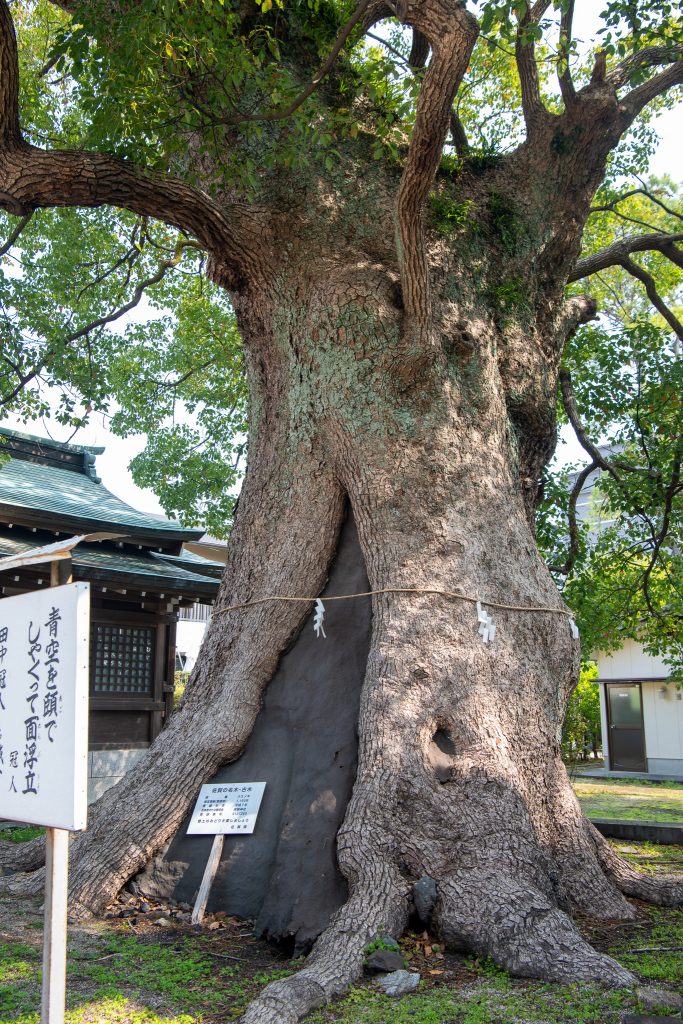 与賀神社の楠2