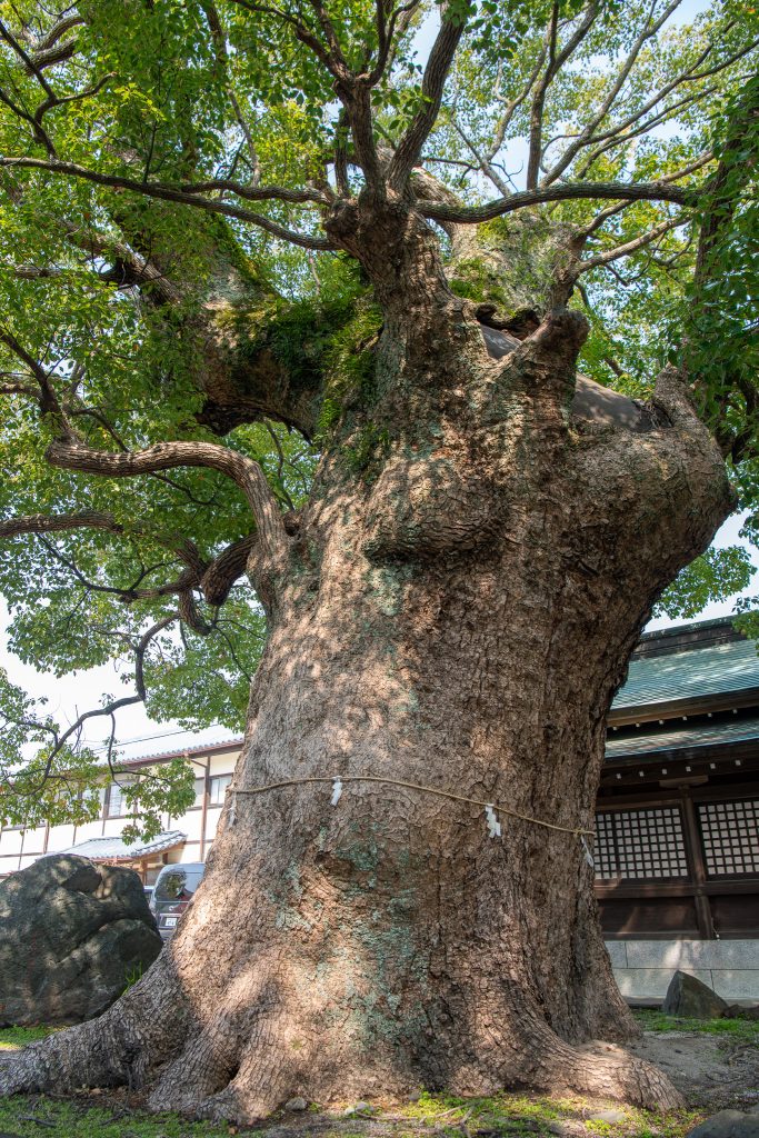 与賀神社の楠2